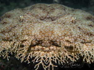 wobeface by Marc Van Den Broeck 